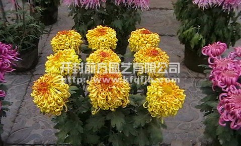 盆栽菊花  多頭菊