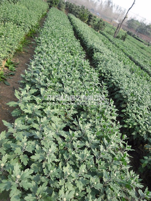 開封前方園藝——多頭菊