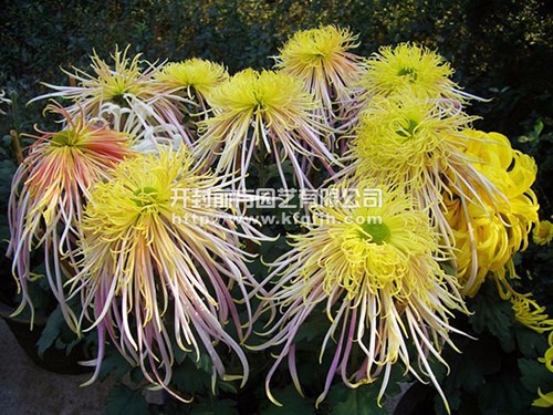盆栽造型   多頭菊