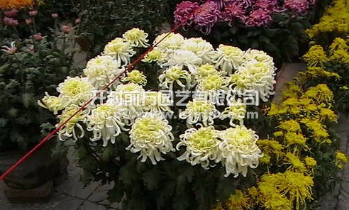 多頭菊