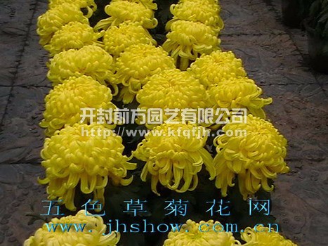 多頭菊
