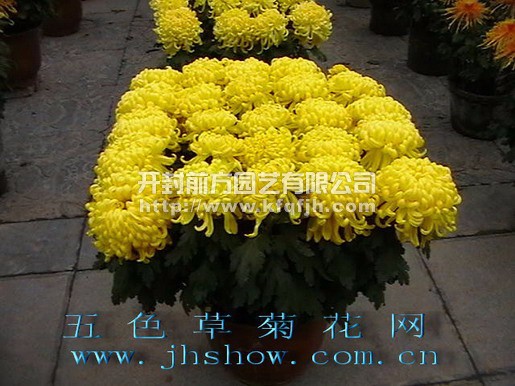 開封前方園藝——菊花種苗廠家直銷量大從優(yōu)