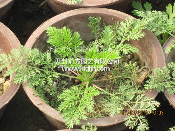 ?開(kāi)封前方園藝——菊花種苗廠家直銷