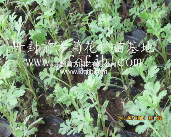 開(kāi)封前方園藝——菊花種苗廠(chǎng)家直銷(xiāo)