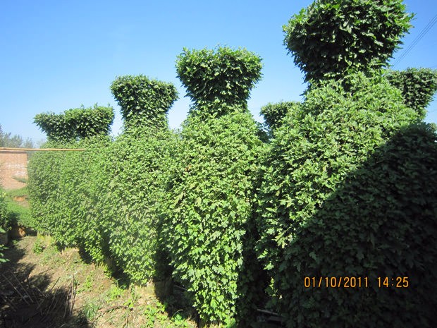 開封前方園藝——菊花造型廠家直銷