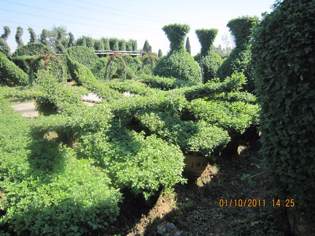 開封前方園藝——菊花造型廠家直銷