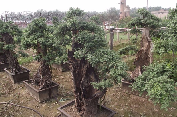 ?開封前方園藝——菊花造型廠家直銷