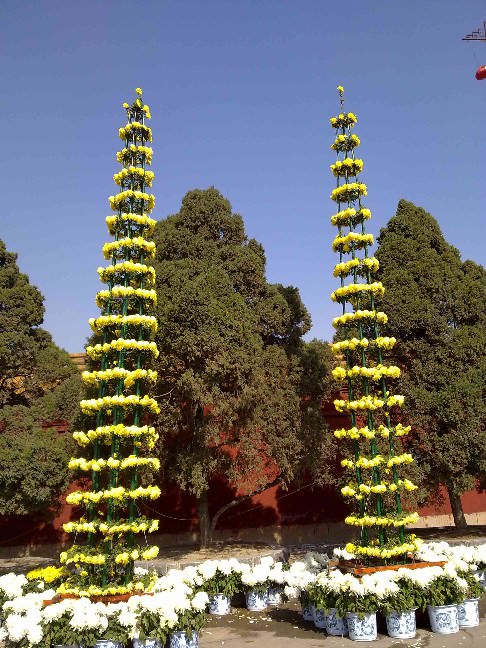 ?開封前方園藝——菊花造型現(xiàn)貨供應(yīng)