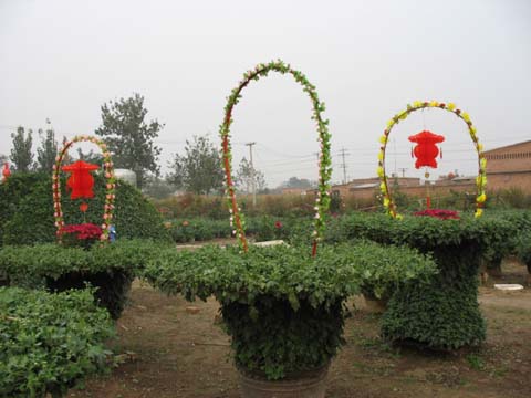 開(kāi)封前方園藝——菊花造型現(xiàn)貨供應(yīng)