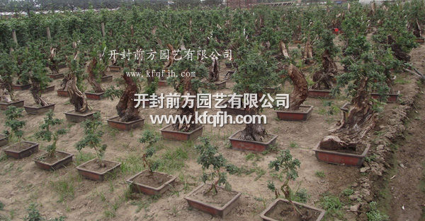 開(kāi)封前方園藝——菊花造型現(xiàn)貨供應(yīng)