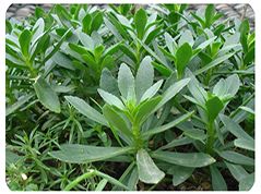 開封前方園藝——五色草種苗廠家直銷