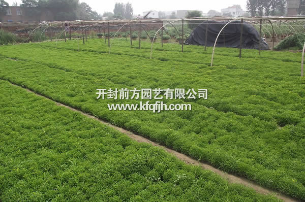 開(kāi)封前方園藝——五色草種草廠(chǎng)家直銷(xiāo)