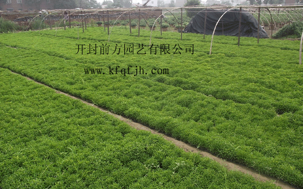 開(kāi)封前方園藝——五色草種苗廠(chǎng)家直銷(xiāo)